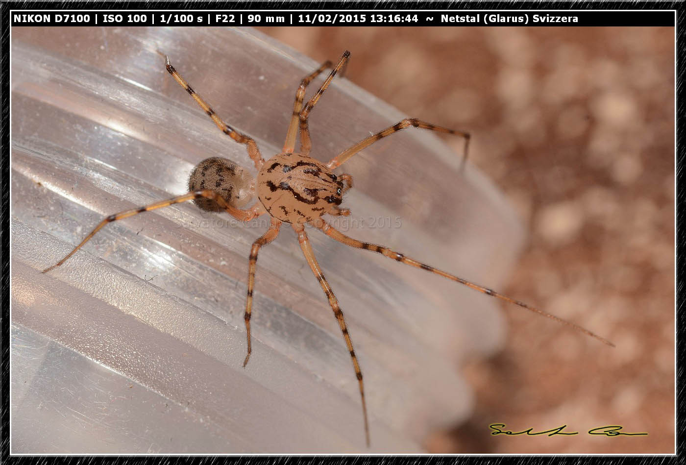 Scytodes thoracica - Nestal (Svizzera)